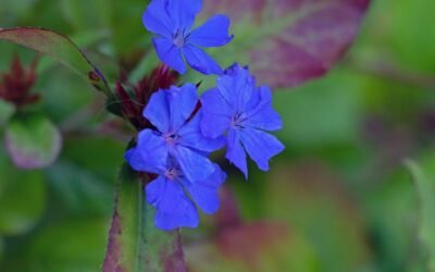 Las Flores de Bach – Grupo 2: Para los que sufren de incertidumbre