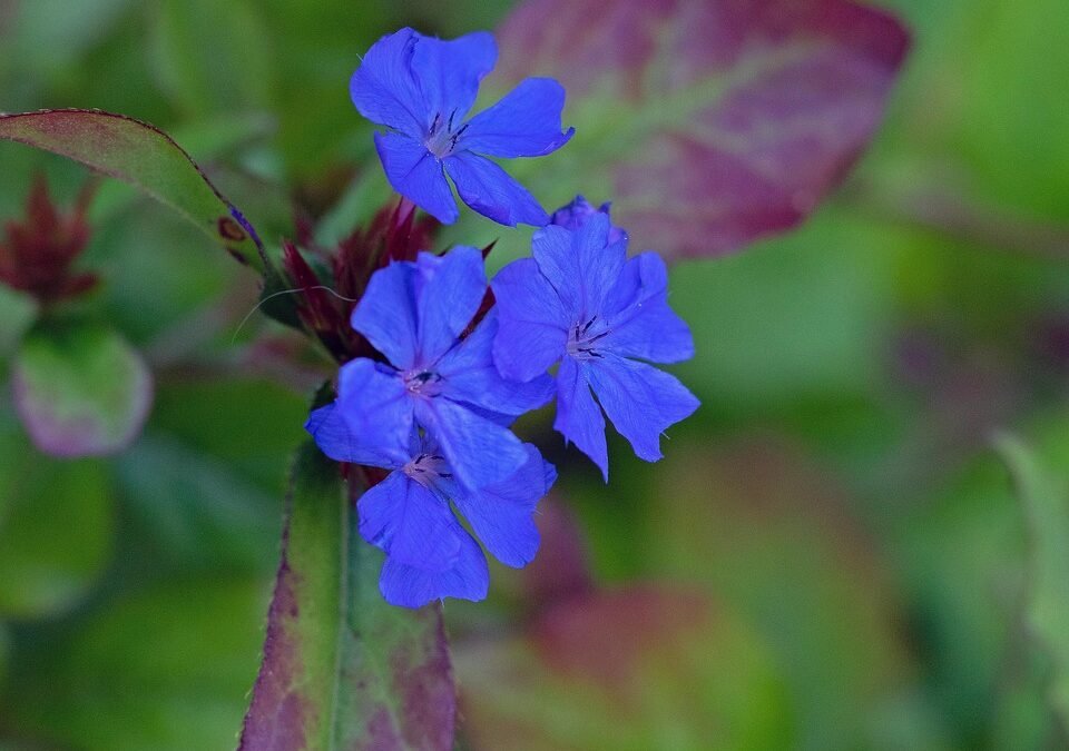 Las Flores de Bach – Grupo 2: Para los que sufren de incertidumbre