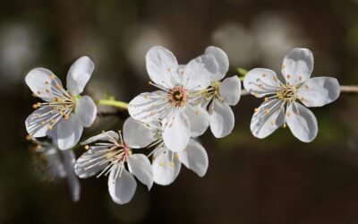 Las Flores de Bach – Grupo 1: Para los que tienen miedo