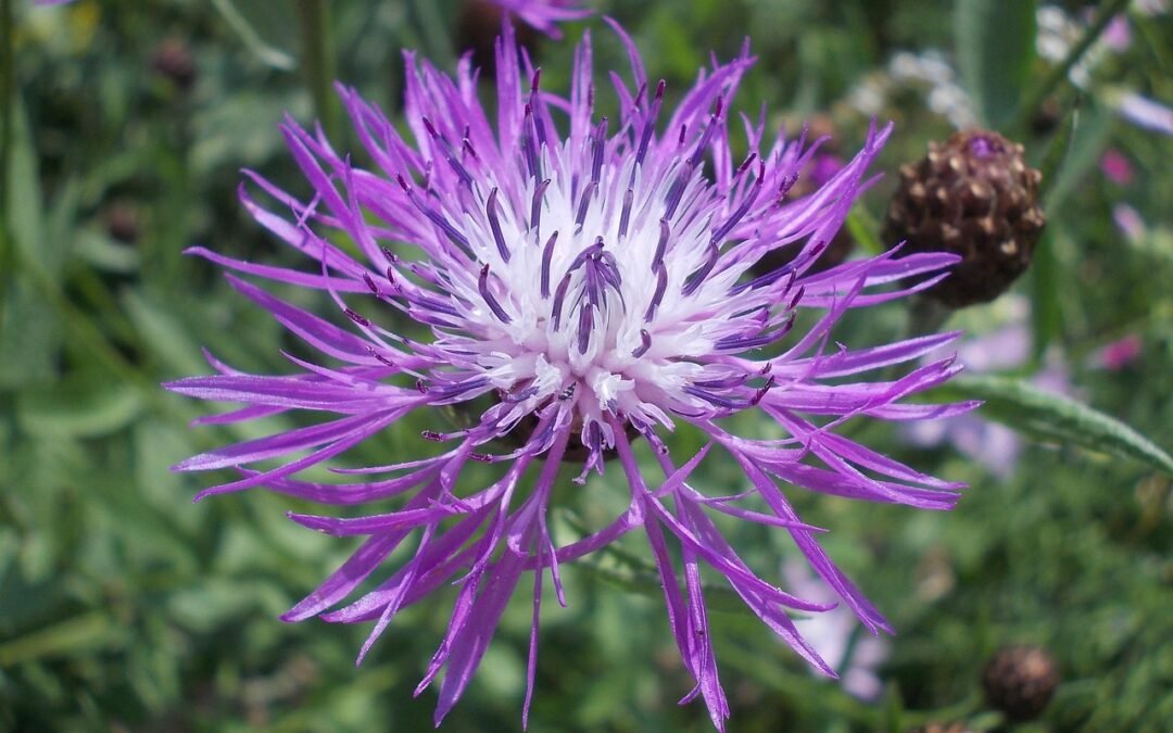 Las Flores de Bach – Grupo 5: Para los que son demasiado susceptibles a influencias e ideas externas