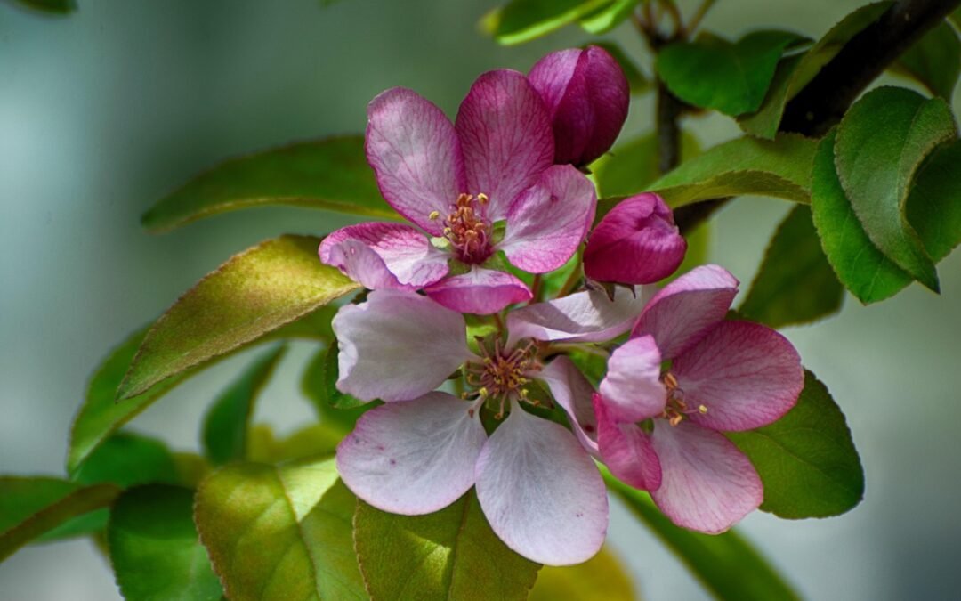 Las Flores de Bach – Grupo 6: Para los que sufren desaliento y/o desesperación