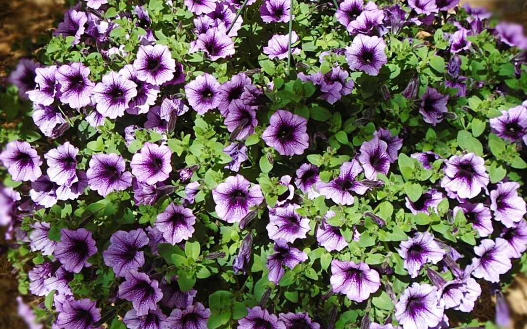 Las Flores de Bach – Grupo adicional: Para las situaciones de crisis que no se pueden asimilar