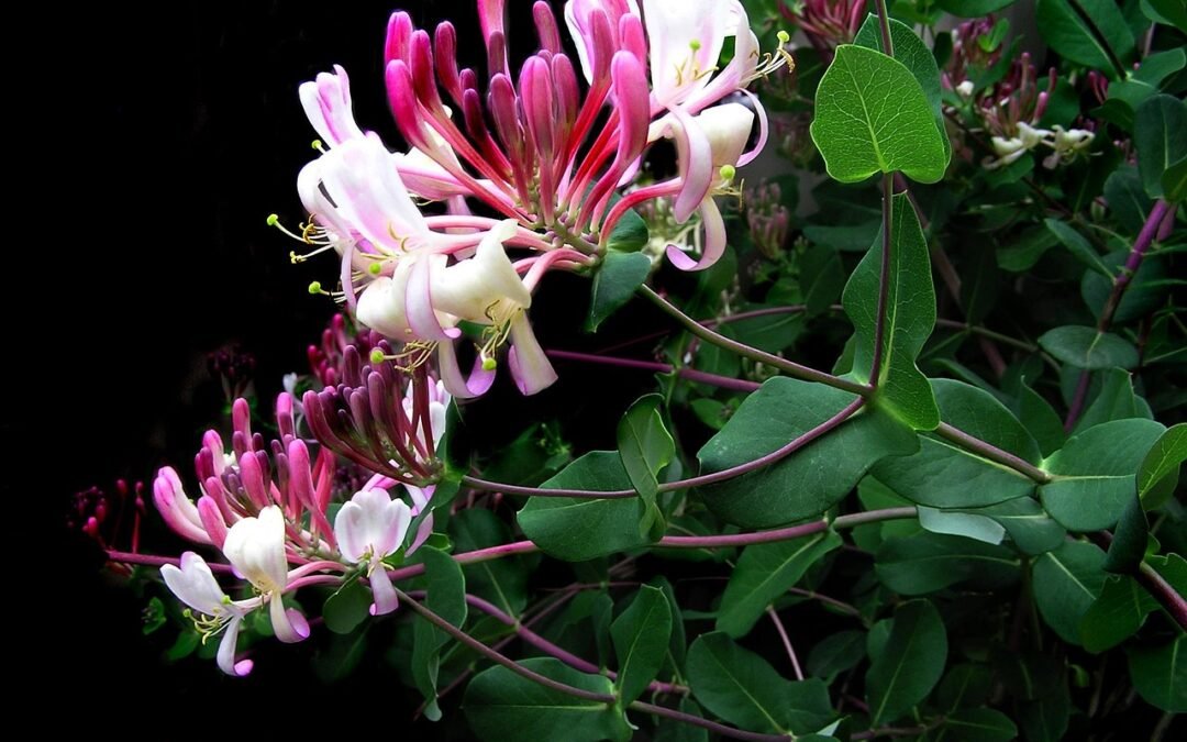 Las Flores de Bach – Grupo 3: Para los que tienen poco interés en las circunstancias presentes