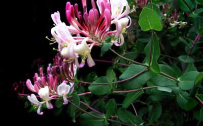 Las Flores de Bach – Grupo 3: Para los que tienen poco interés en las circunstancias presentes